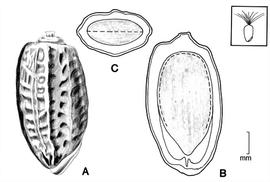   Fruit:   Onopordum illyricum , A, Fruit; B, longitudinal section of fruit showing embryo; C, transection of fruit; Illustration by L.E. Chandler
